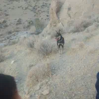 سگ روتفایدر