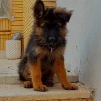 ژرمن شولاین مو بلد 3ماهه|سگ|نیشابور, هفده شهریور|دیوار