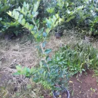 یاس|گل و گیاه طبیعی|چابکسر, |دیوار