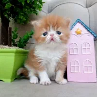 پرشین و بریتیش لانگ هیر