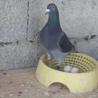 نر چاپی سینه فر 550