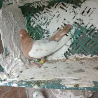 سینه زرد