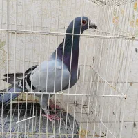 کبوتر پلاکی ثبتی|پرنده|مهران (ایلام), |دیوار