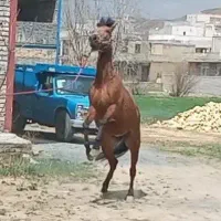 اسب مادیان با کره