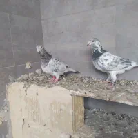 دوتا کفتر یک فروشی|پرنده|خلیل آباد, |دیوار