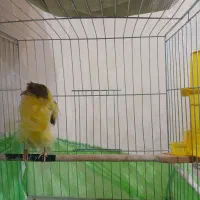 قناری|پرنده|قرچک, شهرک الحدید|دیوار