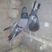 کبوتر پر|پرنده|لاران, |دیوار