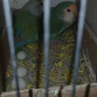 جفت کتوله مولد با تخم