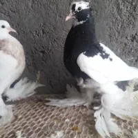 کبوترطوقی پاپرسلطنتی|پرنده|لامرد, |دیوار