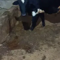 2عدد گوساله نر|حیوانات مزرعه|مریوان, |دیوار