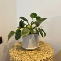 گل طبیعی با گلدون