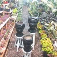 واگذاری ۳۰۰ متر گلخانه فروشگاهی|اجارهٔ دفتر صنعتی، کشاورزی، تجاری|مشهد, حضرت حجت|دیوار