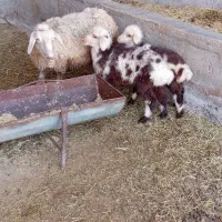 یک عدد گوسفند دوقلو