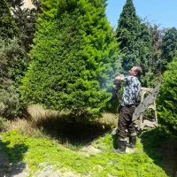 باغبانی وهرس لاوسون|خدمات باغبانی و درختکاری|سرخرود, |دیوار