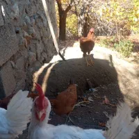 مرغ و خروس|حیوانات مزرعه|موچش, |دیوار