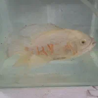 ماهی اسکار آلبینو سالم به شرط