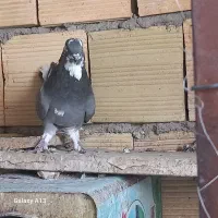 درود درود|پرنده|جونقان, |دیوار