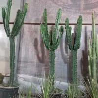 گل آپارتمانی یا گل خانه افروربیا|گل و گیاه طبیعی|زنجان, |دیوار