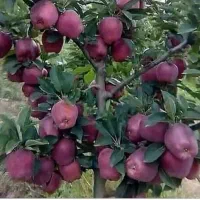 نهالستان صنوبر وبادام دبیرگل وگردو در نهالستان|خدمات باغبانی و درختکاری|پارس‌آباد, |دیوار