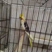 طوطی عروس ابلغ نر