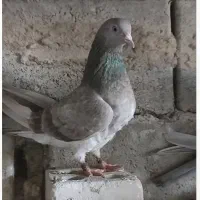 چند جفت کفتر پاکستانی به فروش میرسیم