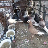 فروش کبوتر خوب نرو ماده گچساران|پرنده|دوگنبدان, |دیوار