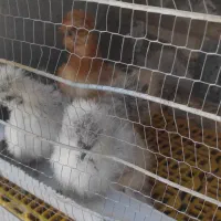 جوجه ابریشمی