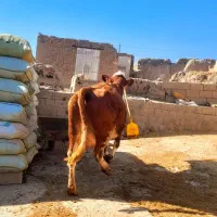 سه عدد گاو سمینتال قرمز جوان آبستن گاو صحرا|حیوانات مزرعه|نظر کهریزی, |دیوار