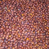 عناب تازه|خوردنی و آشامیدنی|ممقان, |دیوار