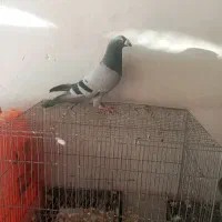 سلام مفت 4تاش11000