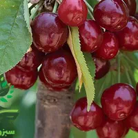 نهال آلبالو مجاری  گلدانی|گل و گیاه طبیعی|سبزوار, کهنه آب|دیوار