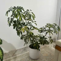 گل شلفرا|گل و گیاه طبیعی|شیروان (خراسان), |دیوار