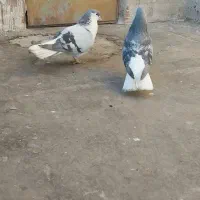 کبوتر .جفت ساده سبز ب شرط|پرنده|شیروان (خراسان), |دیوار