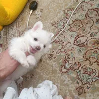 سگ پامر دو ماهه