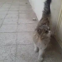 گربه خانگی|گربه|سبزوار, امام خمینی (ناوی)|دیوار