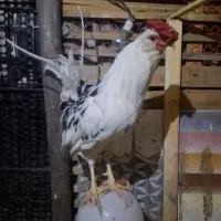 خروس گلین چهلتاج ریشو