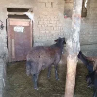 گوسفند افشاری ورنی درجه یک
