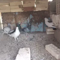 چند عدد کبوتر فروشی|پرنده|فهرج, |دیوار