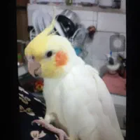 عروس هلندی گم شده