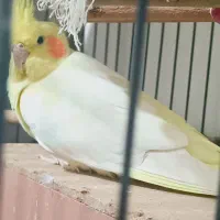 عروس هلندی|پرنده|تهران, کرمان|دیوار