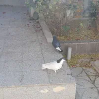 حراج کبوتر نر و ماده|پرنده|فردوس (خراسان), |دیوار