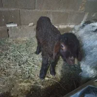 بره شیری نر یک ماهه