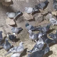 کبوتر پلاکی شهرستانی رنگی شامی