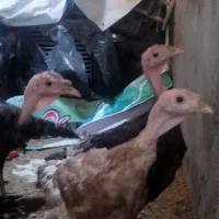 6عددبوقلمون پنج ماهه و نیمه برنزه سرحال و خونگی