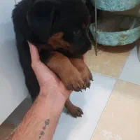 روتوایلر ماده|سگ|فردیس, شهرک ارم|دیوار