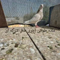کبوتر . طوقی .دم سفید.سفید نوک ریز|پرنده|خمینیشهر, |دیوار