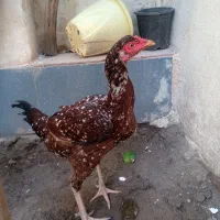 مرغ|حیوانات مزرعه|میناب, |دیوار