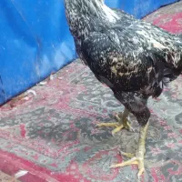 خروس لاری اصیل