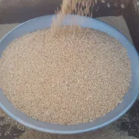گندم سرداری بذر(دروگروخرمنکوپ بادی)