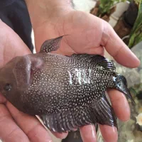 ماهی فلاور|ماهی|مشهد, حجت|دیوار